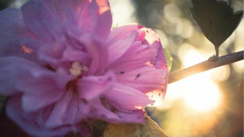 Village West Marina & Resort